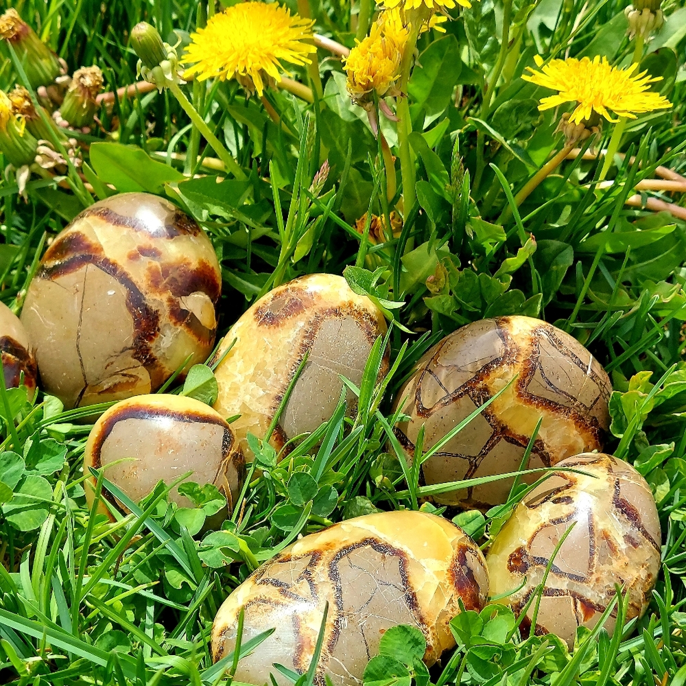 Septarian Nodules Plam Stones Dragon egg